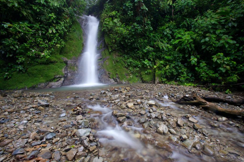 Selva Bananito Lodge Westfalia Esterno foto